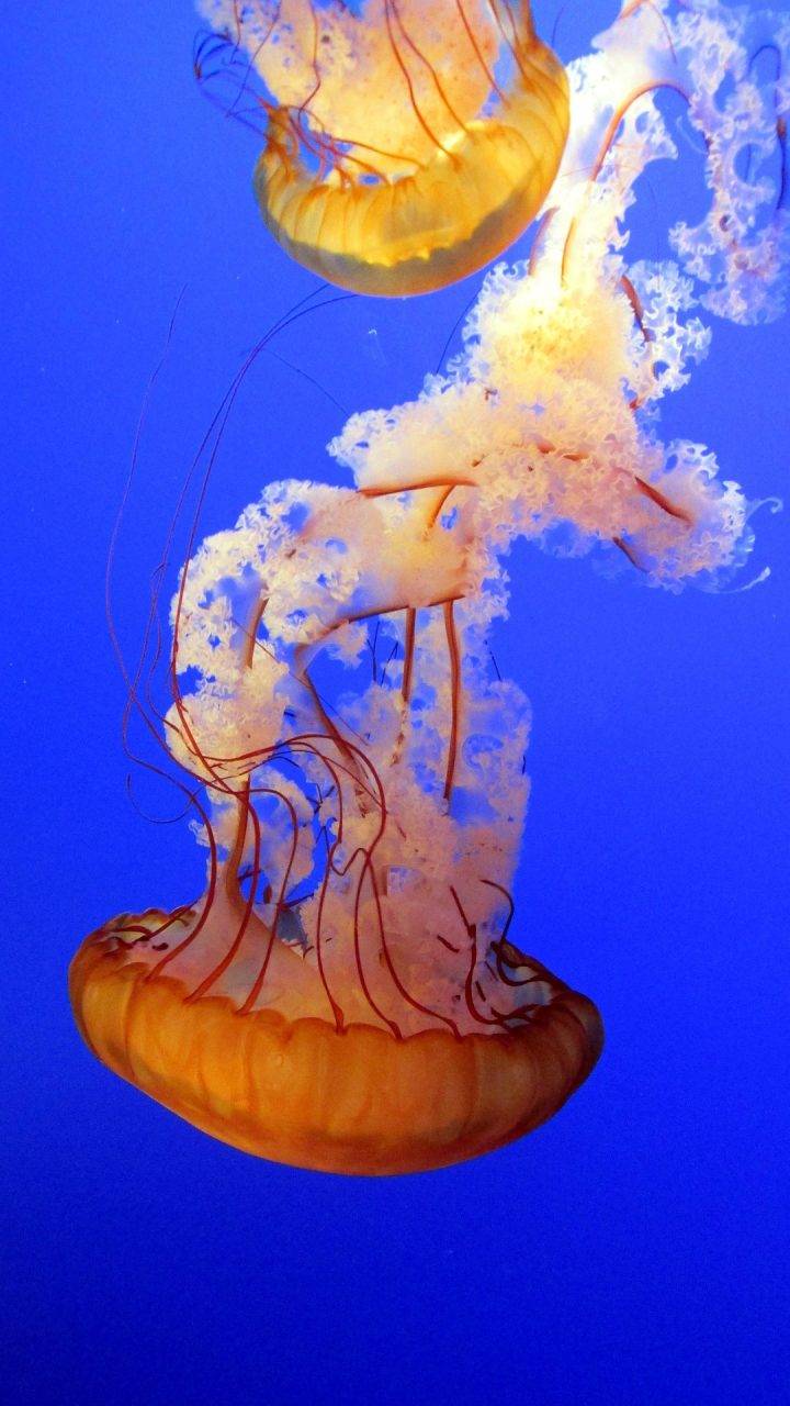 Jellyfish, Animals, Underwater image. https://pixabay.com/photos/jellyfish-animals-underwater-381659/