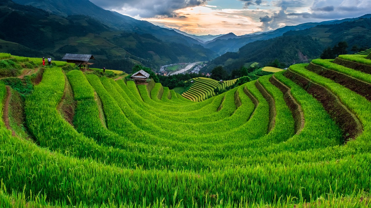 Rice terraces, Rice paddies, Agriculture image.
