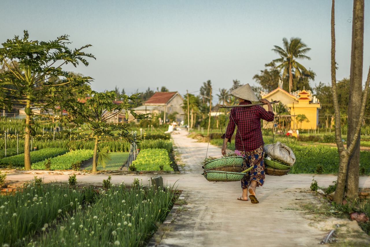 Hoi an, Farm, Farmer image.